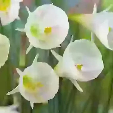 White Petticoat